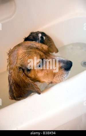 A beagle sitting in the bath tub He doesn t seem to be having a great time Stock Photo