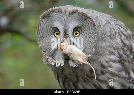 Great Grey Owl Strix nebulosa adult with mouse prey captive Goldau Switzerland Stock Photo