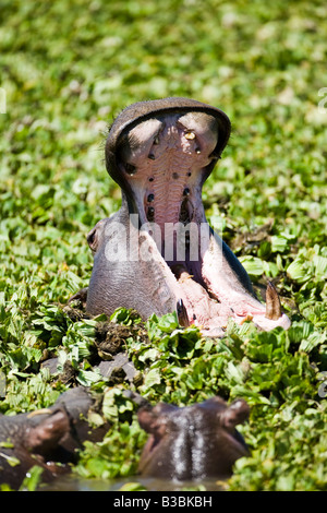 1 Adult Hippo mouth wide open showing rotten teeth to 2 young hippos in threat or warning behavior in green marsh of Masai Mara Kenya Africa Stock Photo