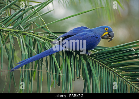 Hyacinth Macaw (Anodorhynchus hyacinthinus),adult perched on palm leaf, Pantanal, Brazil, South America Stock Photo