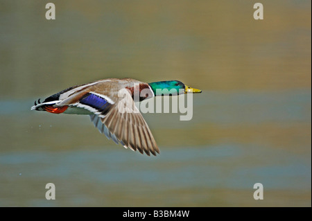 Mallard (Anas platyrhynchos), male in flight, Switzerland Stock Photo