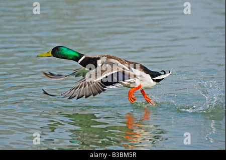 Mallard (Anas platyrhynchos), male in flight, Switzerland Stock Photo