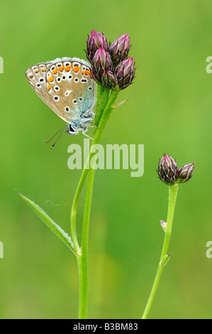 Common Blue Polyommatus icarus adult perched on flower Switzerland
