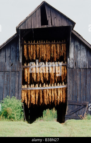 Tobacco Drying in Barn, Tennessee, USA Stock Photo