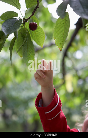 Girl Picking Cherries Stock Photo