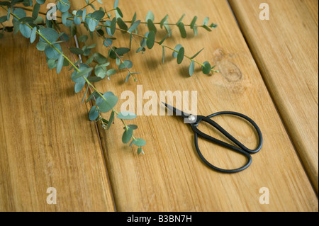 Scissor and plant Stock Photo