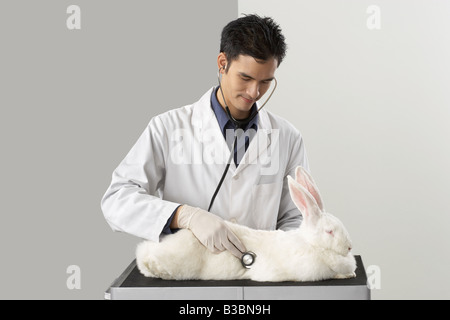 Photo Rabbit Examinatin Veterinarian Examining Giant Rabbit Stock Photo - Alamy
