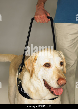 Man's Hand Holding Lead of Guide Dog Stock Photo