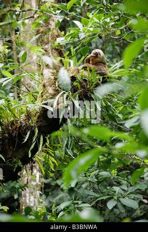 Two-toed Sloth in Tree, Costa Rica Stock Photo