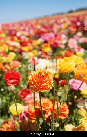 Ranunculus Flower Fields, Carlsbad, San Diego, California Stock Photo