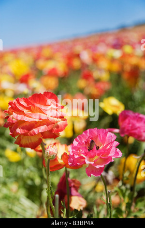 Ranunculus Flower Fields, Carlsbad, San Diego, California Stock Photo