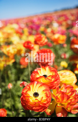 Ranunculus Flower Fields, Carlsbad, San Diego, California Stock Photo