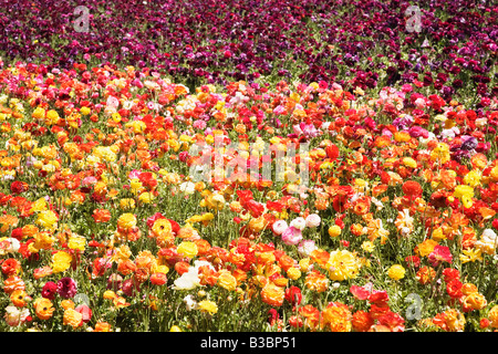 Ranunculus Flower Fields, Carlsbad, San Diego, California Stock Photo