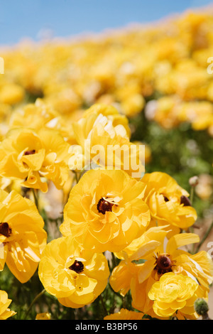 Ranunculus Flower Fields, Carlsbad, San Diego, California Stock Photo