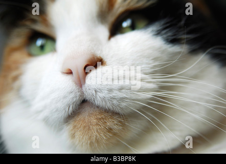 Close-up of Calico Cat Stock Photo
