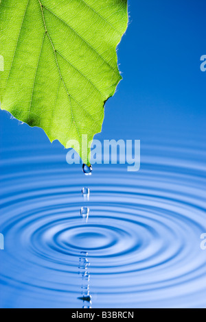 Water droplets falling from leaf causing ripples. Beech tree leaf. Stock Photo