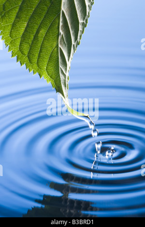 Water droplets falling from leaf causing ripples. Flowering cherry tree leaf. Stock Photo