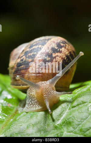 Garden snail Helix aspersa on leaf Stock Photo