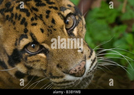 Formosan clouded leopard Stock Photo