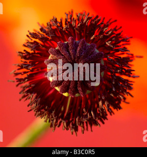 An orange oriental poppy, close-up Stock Photo