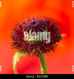 An orange oriental poppy, close-up Stock Photo