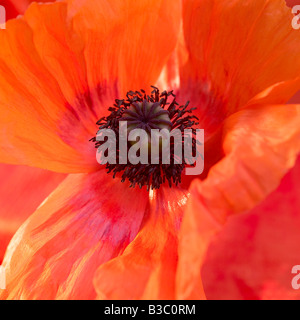 An orange oriental poppy, close-up Stock Photo