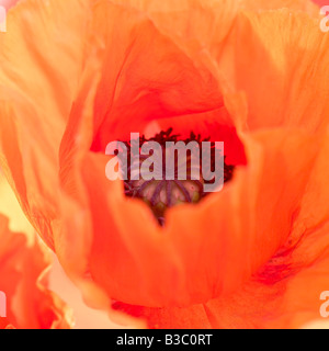 An orange oriental poppy, close-up Stock Photo