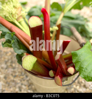 Rhubarb in a metal bucket Stock Photo