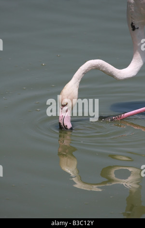 Greater Flamingo Phoenicopterus ruber Feeding Stock Photo