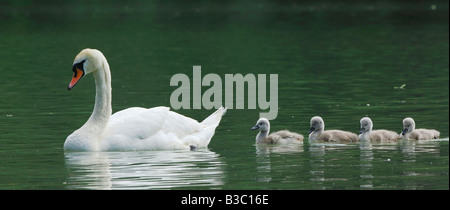 Mute Swan ( Cygnus olor), female with young, Lake of Zug, Switzerland Stock Photo