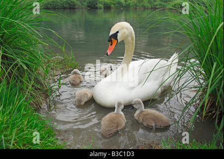 Mute Swan ( Cygnus olor), female with young, Lake of Zug, Switzerland