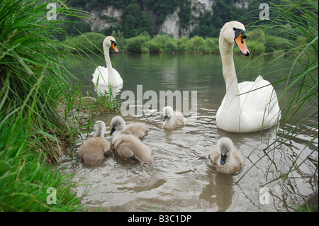 Mute Swan Cygnus olor pair with young Lake of Zug Switzerland