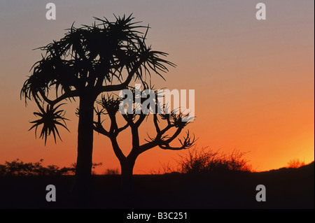 Quiver tree Kokerboom Aloe dichotoma trees at sunset Namibia Africa Stock Photo