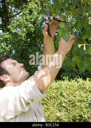 A man trimming a tree Stock Photo