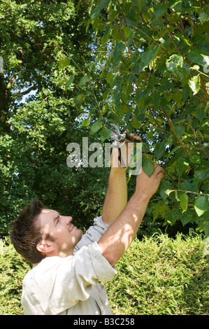 A man trimming a tree Stock Photo
