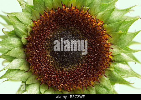 A sunflower Stock Photo
