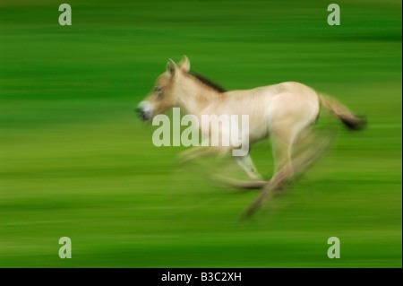 Przewalski's Horse (Equus przewalskii), young running, Switzerland Stock Photo
