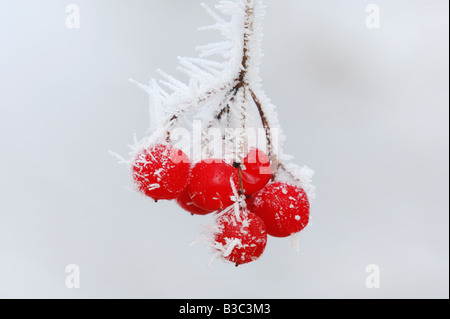 Rowan tree (Sorbus aucuparia), berries in hoar frost, Switzerland Stock Photo