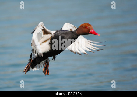 Red-crested Pochard Netta rufina male landing Switzerland Stock Photo