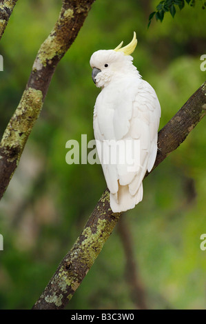 Sulphur-crested Cockatoo (Cacatua galerita) adult in tree  Australia Stock Photo