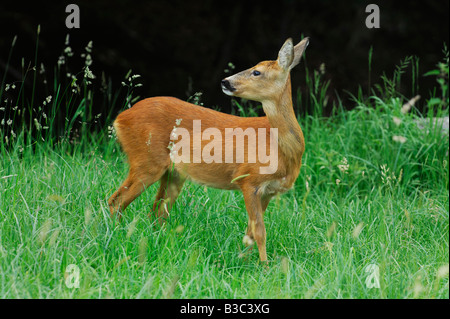 Roe Deer (Capreolus capreolus), female in Summer, Switzerland