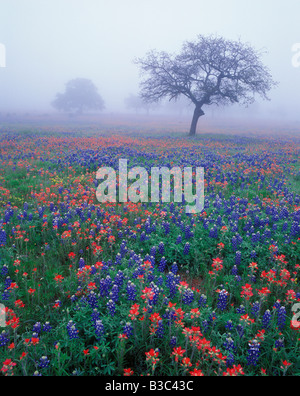 Wildflowers cover the foggy Texas landscape filled with Texas bluebonnets and Indian paintbrush in the Hillcountry. Texas Stock Photo