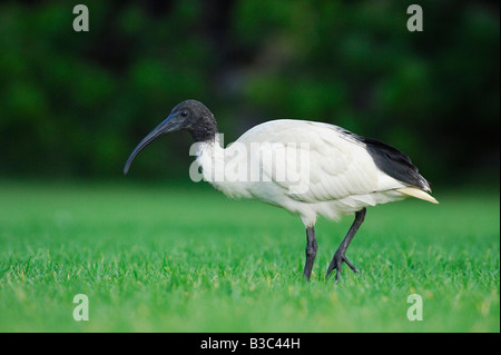 Straw-necked Ibis (Threskiornis spinicollis),adult walking, Australia Stock Photo