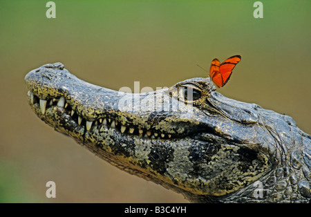 Spectacled Caiman Caiman crocodilus adult with Julia Butterfly Dryas iulia Pantanal Brazil South America Stock Photo