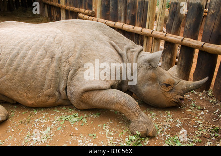 Kenya, Nairobi, David Sheldrick Wildlife Trust. An orphaned black rhinoceros rests in his compound at the David Sheldrick Wildlife Trust where he will grow and gather strength before being released back into the wild. Stock Photo