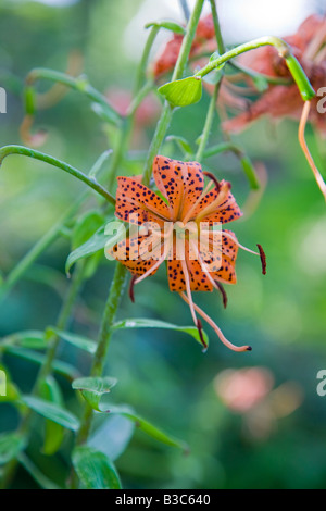 Lilium Lancifolium Tigrinum Tiger Lily Stock Photo
