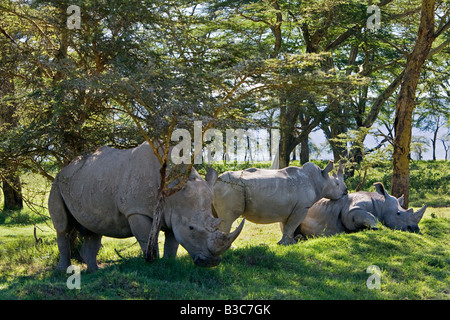 Kenya, Nakuru, Nakuru National Park. White rhinos (Ceratotherium simum) in Nakuru National Park. Stock Photo