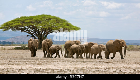 Kenya, Kajiado District, Amboseli National Park. A herd of elephants (Loxodonta africana) moves across open country in Amboseli Stock Photo