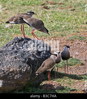 Kenya, Kajiado District, Amboseli National Park. Crowned plovers (Vanellus coronatus) in Amboseli National Park. Stock Photo