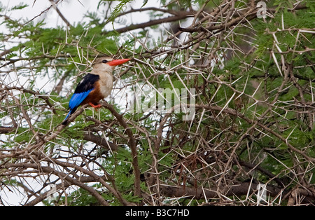 Kenya, Kajiado District, Amboseli National Park. A Grey-headed kingfisher (Halcyon leucocephala) in Amboseli National Park. Stock Photo